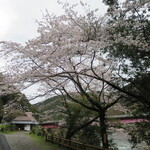 Nemunoki Shokudou - 店と桜