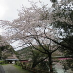 ねむの木食堂 - 店と桜