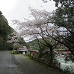 Nemunoki Shokudou - 店と桜２