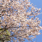 COCOOCEN - お店のすぐ近くの桜