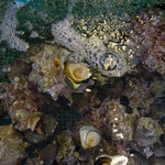 青木さざえ店 - 隣接する卸問屋内：生け簀に鎮座するS級さざえ様