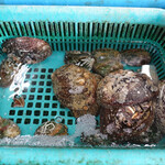 青木さざえ店 - 隣接する卸問屋内：生け簀に鎮座するあわび