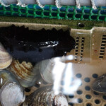 青木さざえ店 - 隣接する卸問屋内：生け簀に鎮座するはまぐりとナマコ