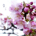 青木さざえ店 - 河津桜