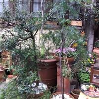 ラ・ビスボッチャ - 