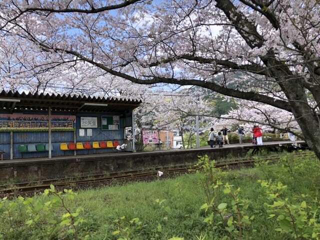 佐賀県伊万里市 松浦鉄道 浦ノ崎駅の桜トンネル鑑賞後 平戸市 漁師食堂 母々の手 カカノテ へ 刺身の食べ放題で 追加も有り 魚好きには最高の料理です By 7cb 漁師食堂 母々の手 かかのて たびら平戸口 和食 その他 食べログ