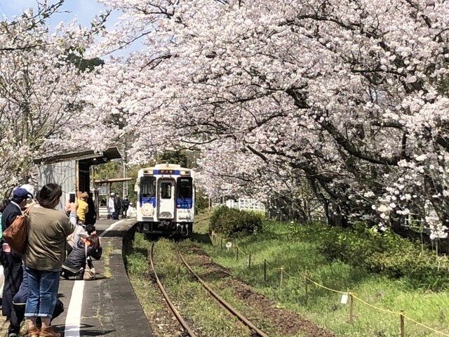 佐賀県伊万里市 松浦鉄道 浦ノ崎駅の桜トンネル鑑賞後 平戸市 漁師食堂 母々の手 カカノテ へ 刺身の食べ放題で 追加も有り 魚好きには最高の料理です By 7cb 漁師食堂 母々の手 かかのて たびら平戸口 和食 その他 食べログ