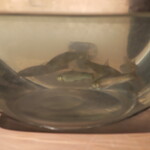 日本料理 みや  - 活きモロコ