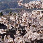 Kasa Berini - 芦屋川の桜
