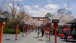 たわらや - 平野神社の桜