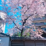 Umai Ya - 中崎町のばあちゃん家の裏の桜も満開♪