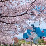 Umai Ya - 扇町公園の桜は満開…(*´-`)
