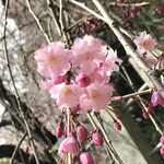 カフェオードリースタイル - 近くの神社の桜です