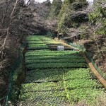 滝口わさび園 - 