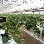 ツジグチファーム - 