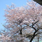 ラーメン二郎 - 店舗近くの桜