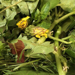 ろっかん - 摘み草野菜のサラダ