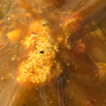 ろっかん - ニゴイのフィッシュカレー