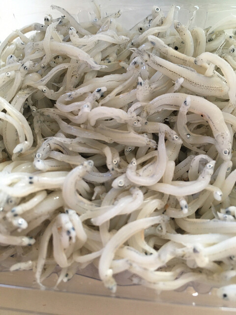 カネツ杉浦商店 舞阪 その他 食べログ