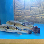 キュイジーヌ 福の舞 北新地店 - 