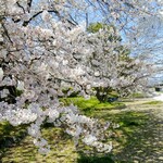 Sabou Isehan - 鴨川の桜