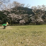 Kicchinhausu Nami - 桜ももう終わり