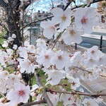 マルナカ菓子店 - 前の公園では桜が満開でした•*¨*•.¸¸♬︎