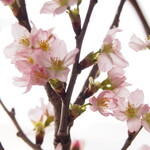 コマグラ カフェ - 店内の桜