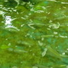 お魚処 玄海 - 内観写真:水槽のイカ
