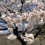 リーゼ - 桜が綺麗でした
(o^^o)