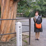 Echizensoba Mugiya - 氣比神宮内のユーカリの木
