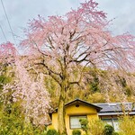 ラ・ペッシュ - お店の前の大きな双子の桜の木が目印です♡こちらは枝垂れ桜。