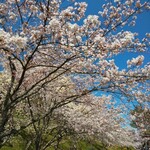 齋藤だんごや - 桜満開