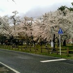 桜の杜の洋食屋さん - 桜が満開から散り始め