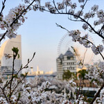 Soma Hausu - みなとみらいの桜はちょうど咲き始めでした