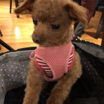 レジーナリゾート軽井沢 御影用水 - くるみ