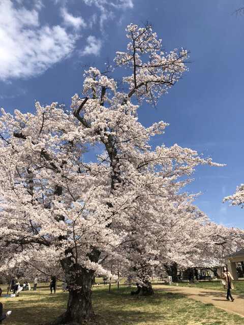 三神峯公園のすぐ近くのだんご屋 By てっぷさん だんご おはぎ よしつね 富沢 和菓子 食べログ 三神峯公園のすぐ近くのだんご屋 By てっぷさん だんご おはぎ よしつね 富沢 和菓子 食べログ