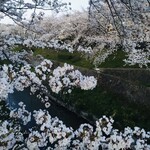 かつや - 山崎川の桜