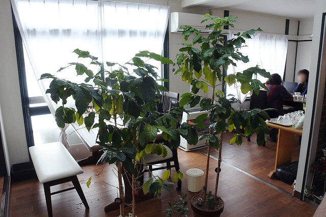 Caf&eacute; 麦 - 神楽岡（カフェ）の写真