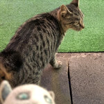 インターナショナルビレッジ - 