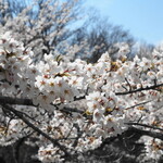 カシュ カシュ - 