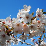カシュ カシュ - 今年の桜