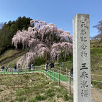 Satono Chaya - 三春滝桜