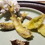 馳走 啐啄一十  - ②稚鮎(長野県天竜川産)の天麩羅
      ③蕗の薹(秋田県産)の天麩羅
      ④蕗の薹味噌(秋田県産)
      桜の花を愛でつつ春の旬を頂きます。(人´∀`)♪