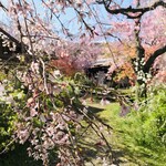 Sagayoshi - しだれ桜の暖簾をくぐると原谷苑の売店