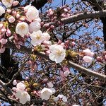ラーメン イッケン - イッケンの先にある北上川沿いの桜が咲いてました！