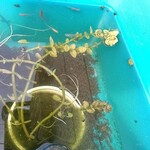 とんかつ 栄ちゃん - 