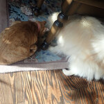 アマノ - もこまる「テーブルのしたでねー、びっくりさせるワンよ」きなこ「・・・（もこねぇ、ソファのほうがよくないニャン？）」