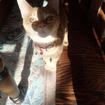 アマノ - きなこ「・・・（もうかえるのニャンの？）」