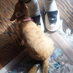 アマノ - きなこ「・・・（ｸﾝｶｸﾝｶ あのときのおんちゃニャン）」